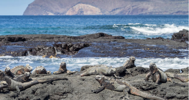 galapagos leguan