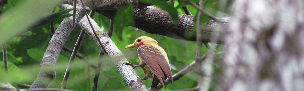 amazonas