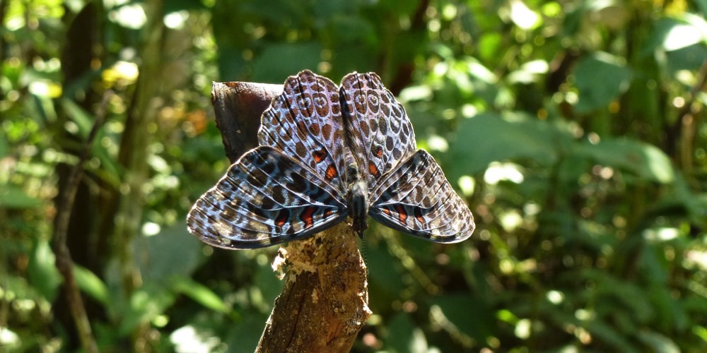 Sommerfuglefarm-Iquitos