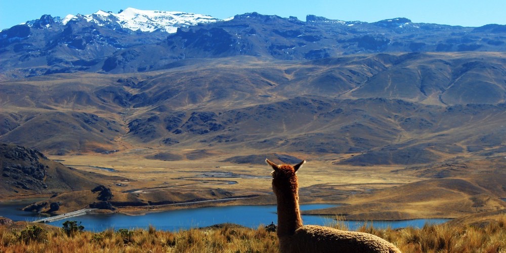 peru-natur-lama